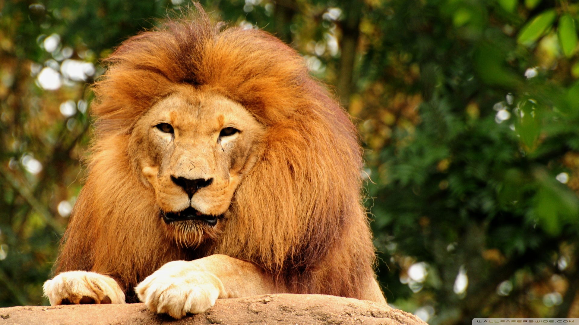 Leon Animal - 1920x1080 Wallpaper - teahub.io