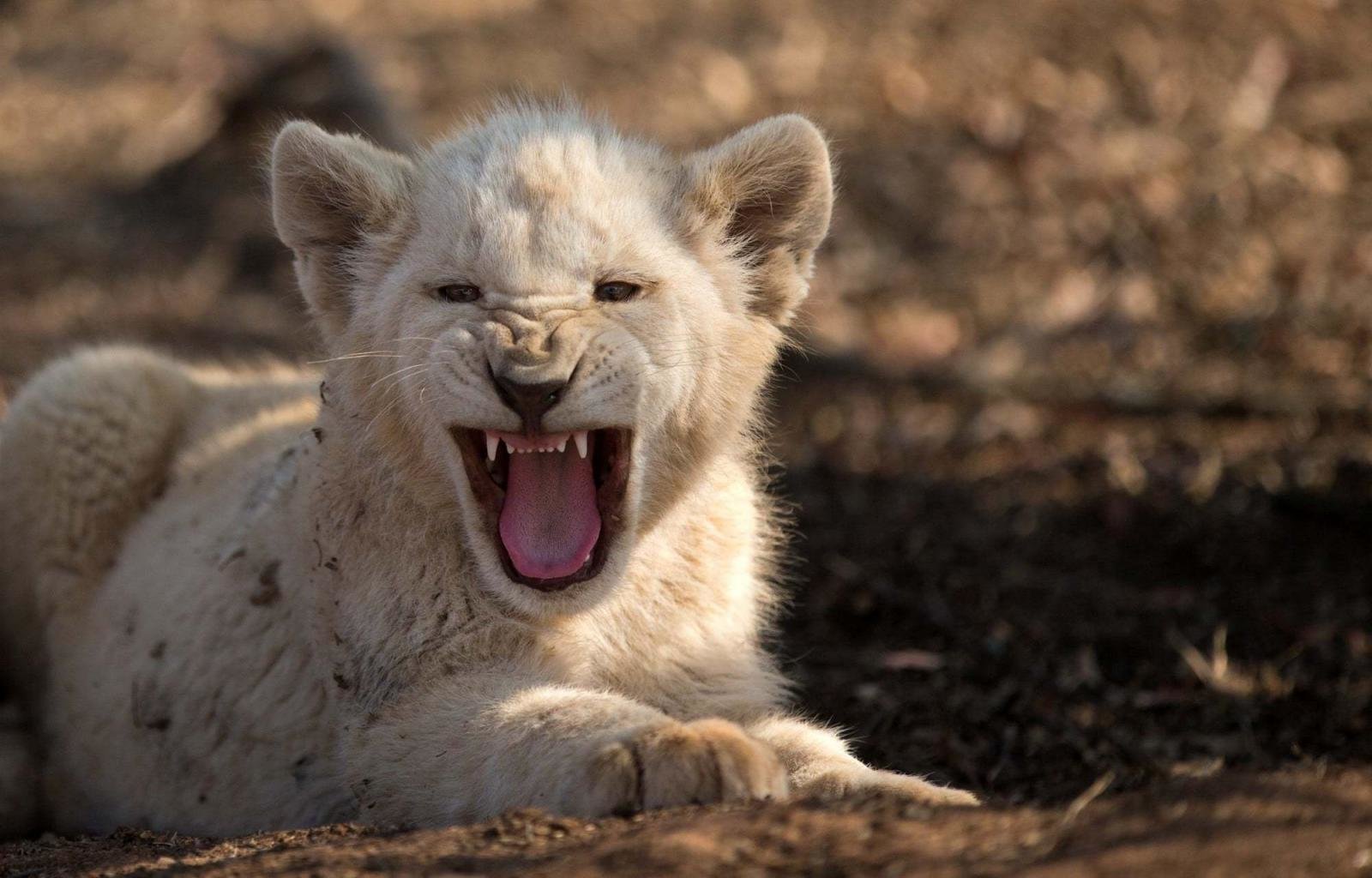 Awesome Baby Animal Free Background Id - White Cub Lion Roaring - HD Wallpaper 