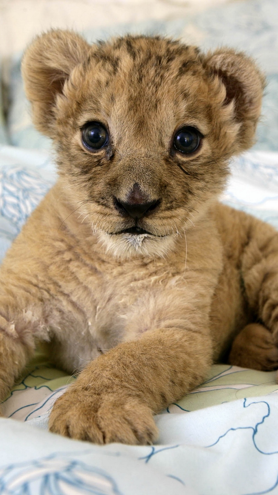 Wallpaper Lion, Cub, Lie, Baby - Baby Lion Wallpaper Hd Iphone - HD Wallpaper 