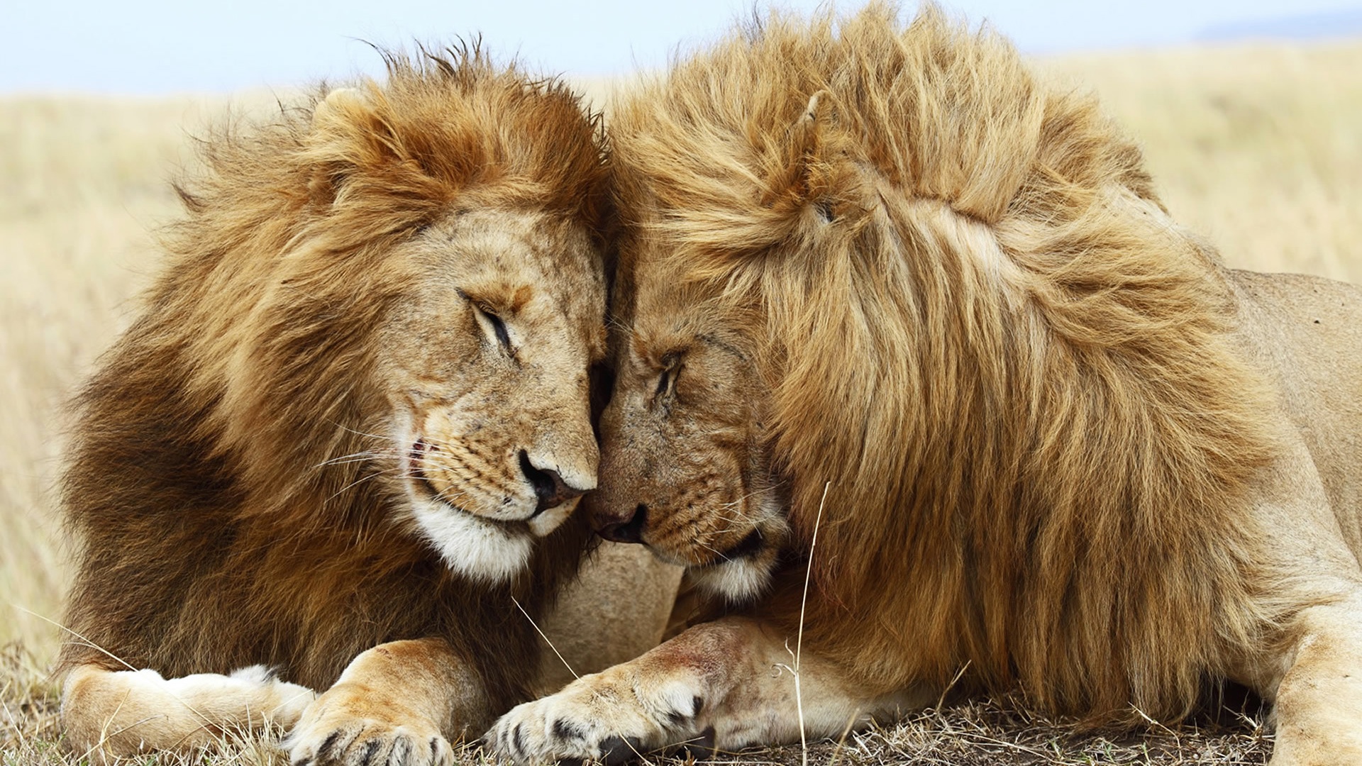 Lions Pair - Two Male Lion - HD Wallpaper 