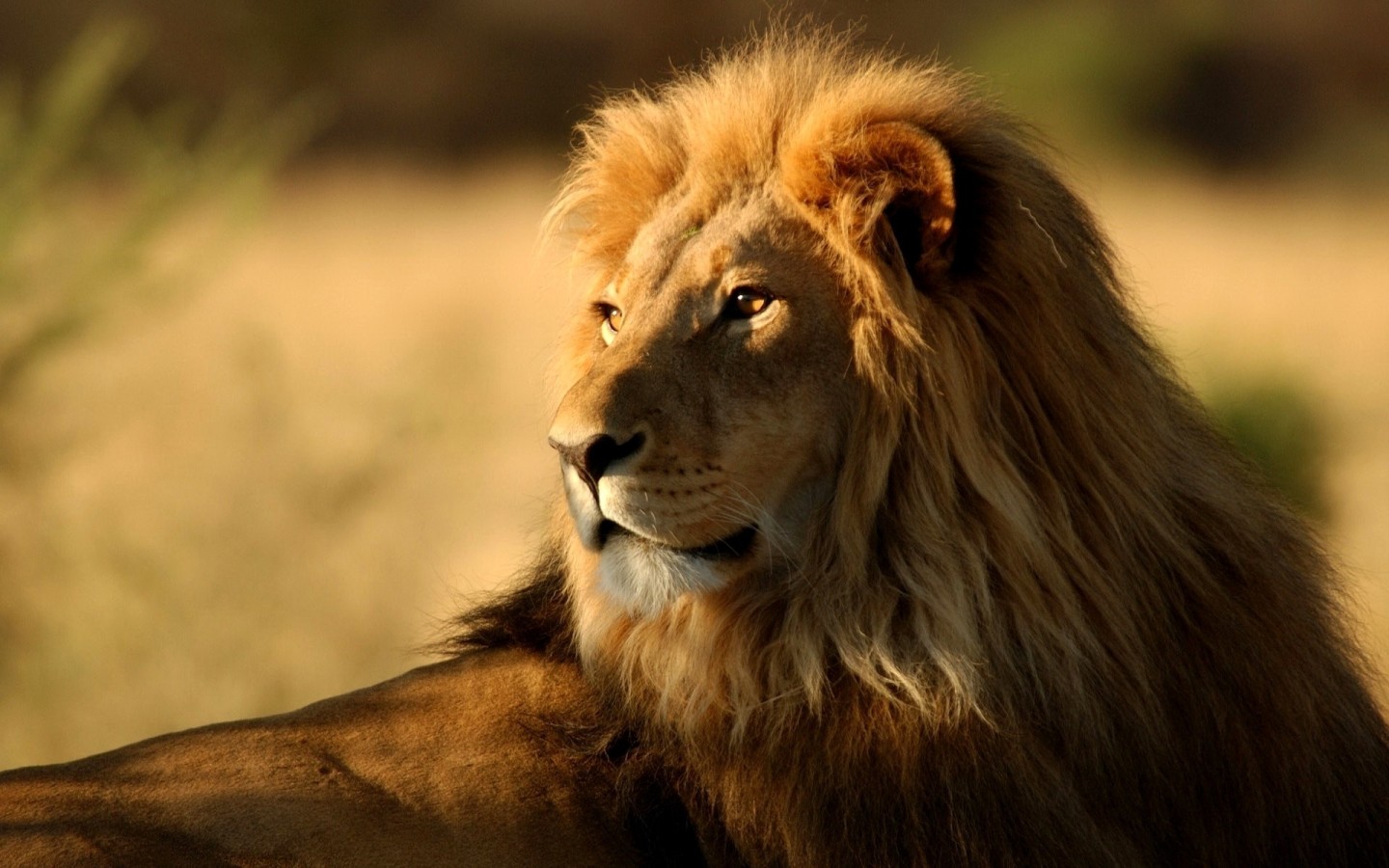 Lion Of Judah Hd - HD Wallpaper 