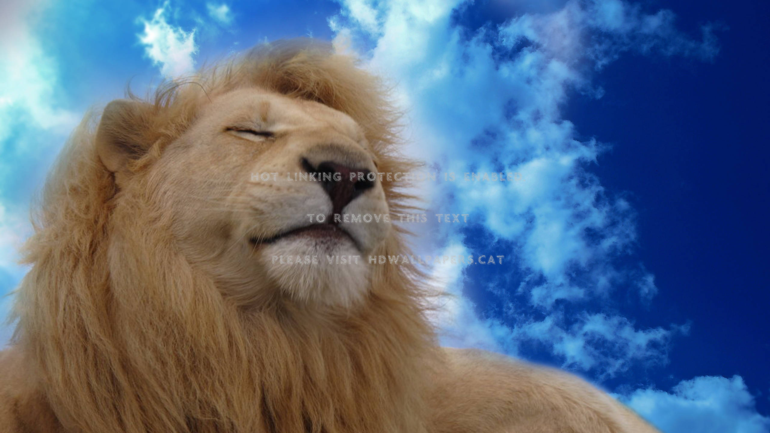 Heavenly Lion Beautiful White Majestic Cats - Sky Wallpaper Hd - HD Wallpaper 