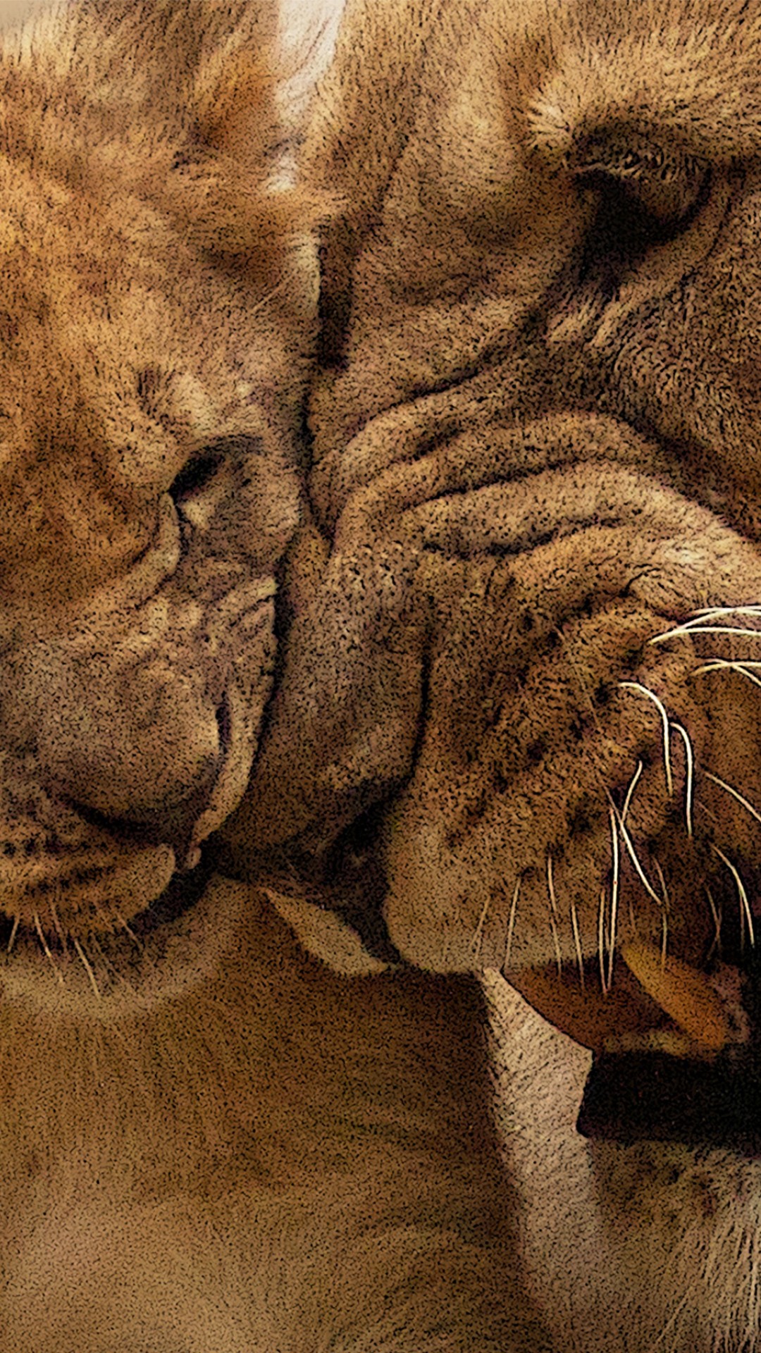 Lion Cub Wallpaper Ios - HD Wallpaper 