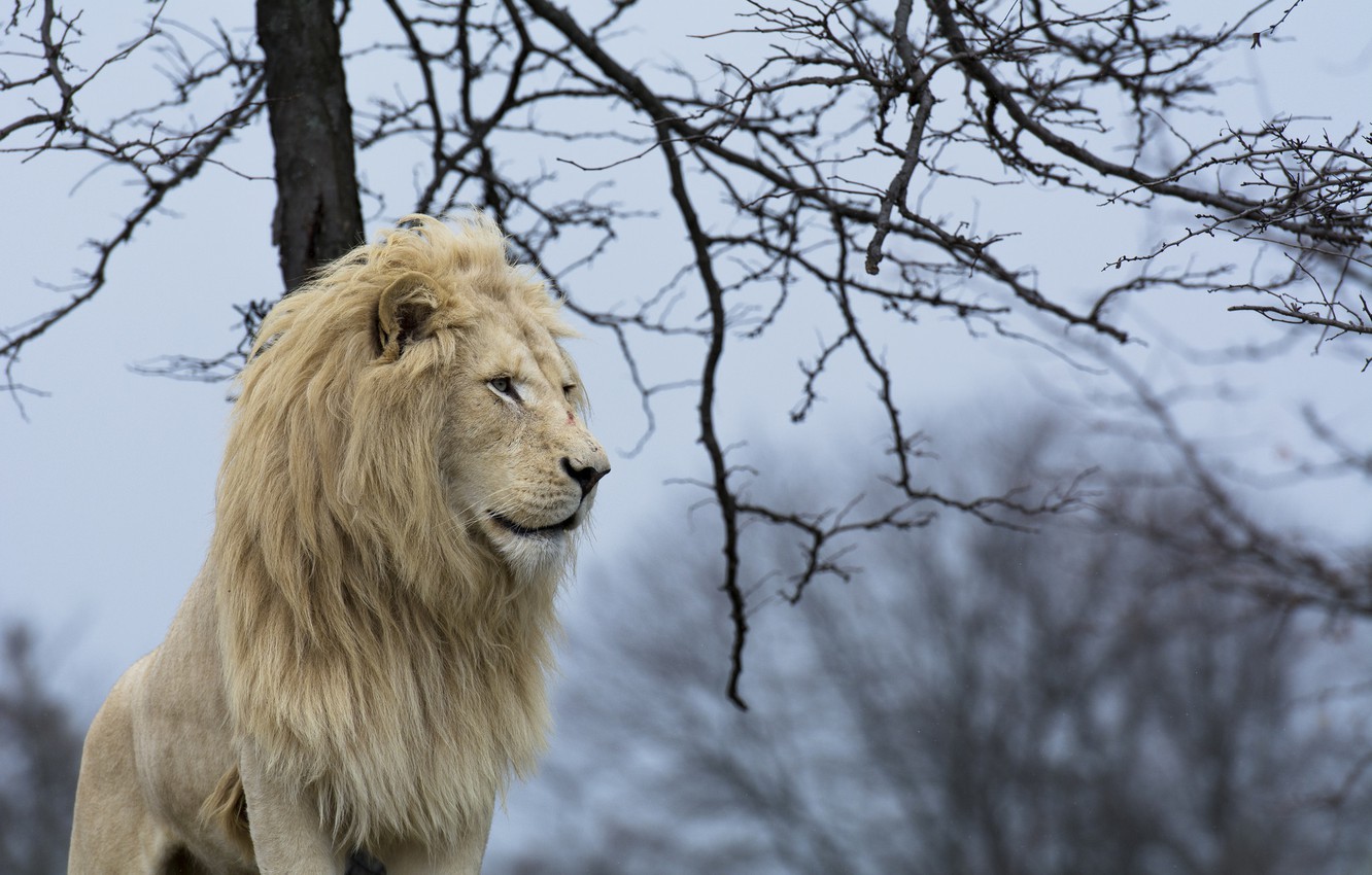Photo Wallpaper Predator, Mane, Profile, Wild Cat, - Лев Зима - HD Wallpaper 