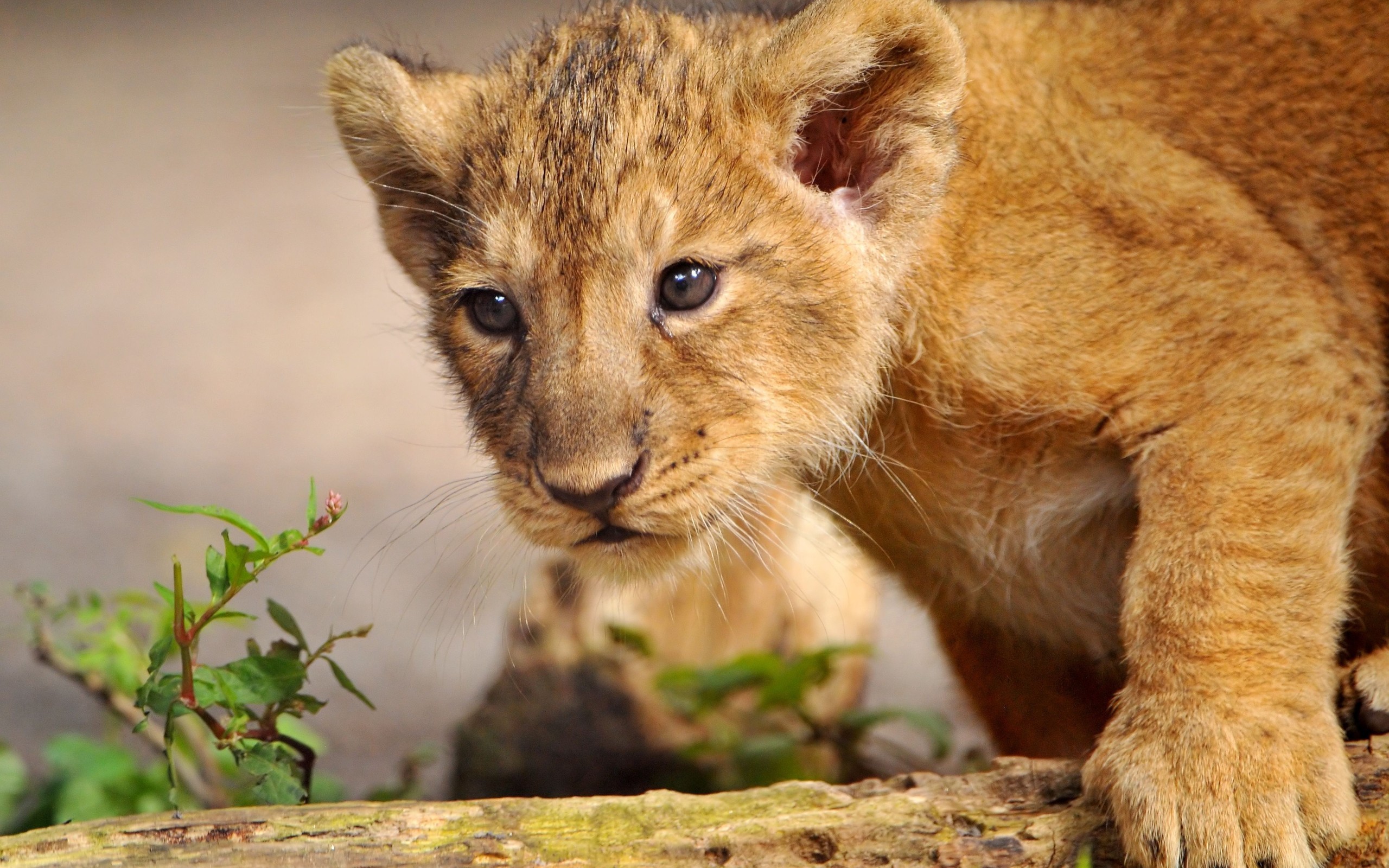 Beautiful Lion Cub Wallpaper - Iphone 6 Wallpaper Hd Lion Cub - HD Wallpaper 