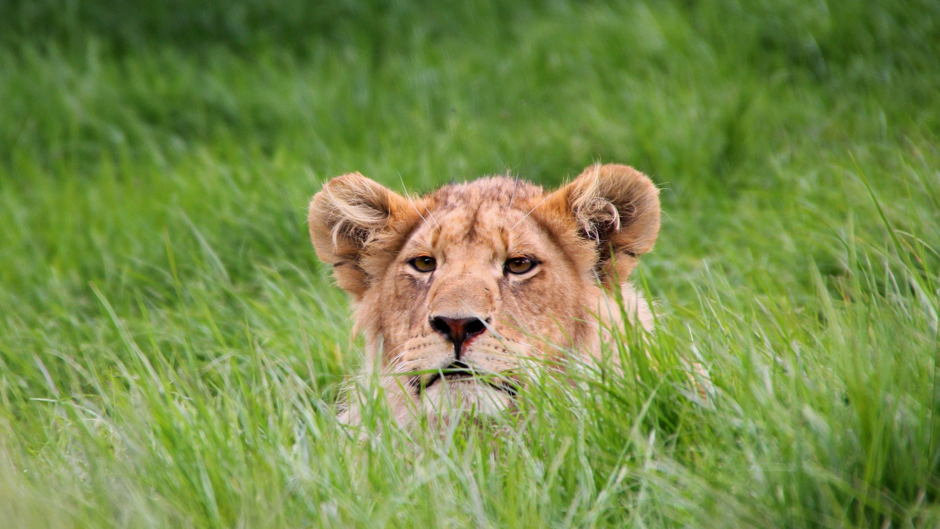 Lion Wallpaper 1920x1080 - HD Wallpaper 