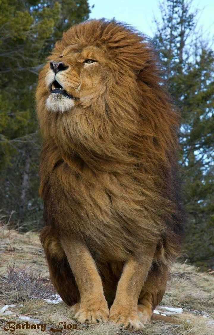 Barbary Lion - Best Lion - HD Wallpaper 
