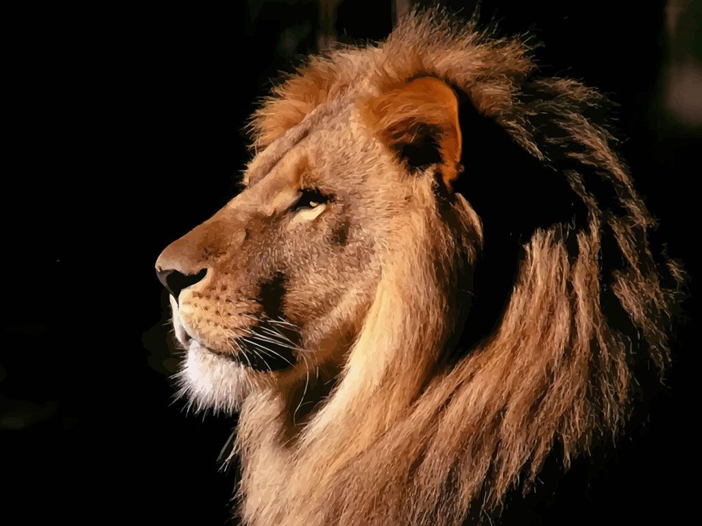 Lion Face Black Background - HD Wallpaper 