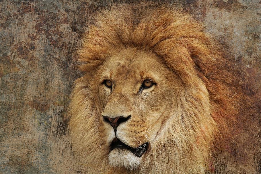 Brown Lion Painting, Pride, Beautiful, Predator, Strong, - HD Wallpaper 