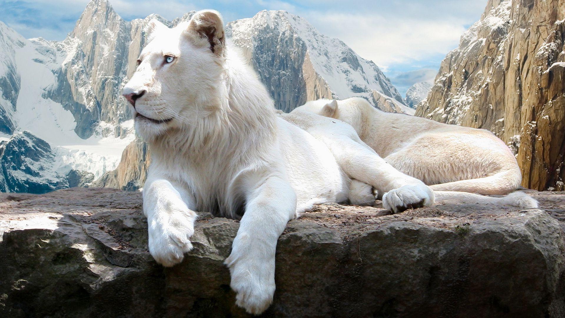 White Lion On The Rock - HD Wallpaper 