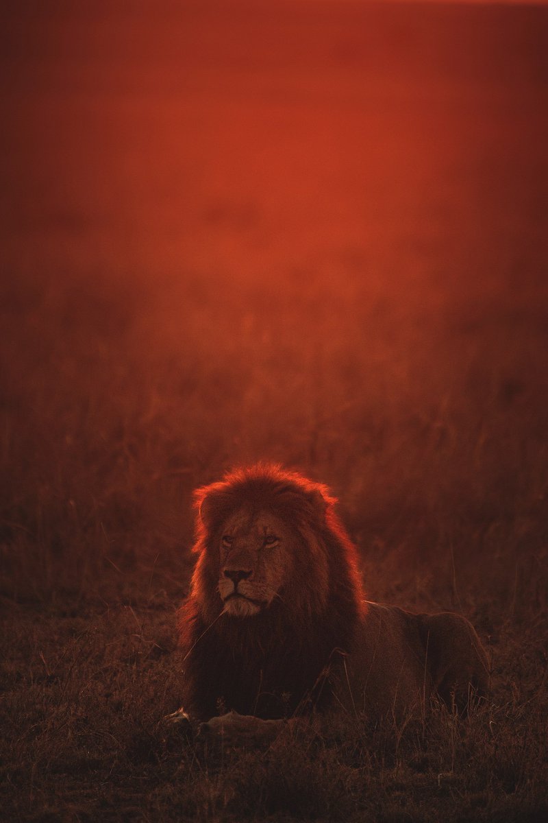 Masai Lion - HD Wallpaper 