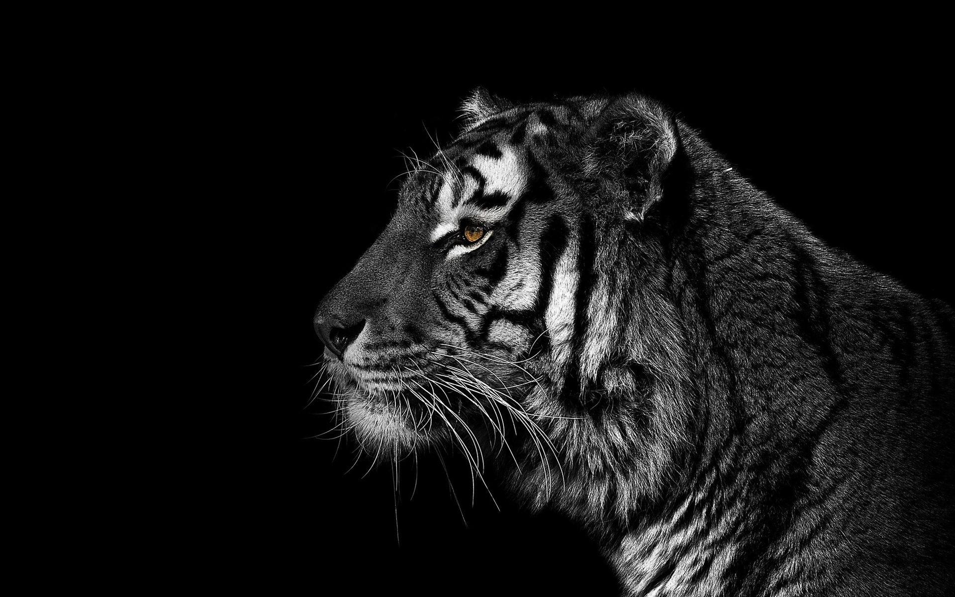 Black Lion Hd Wallpaper - HD Wallpaper 