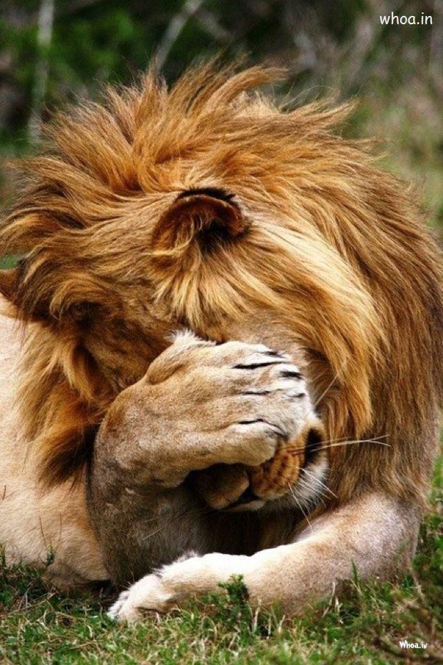 Lion Love Wallpaper - HD Wallpaper 