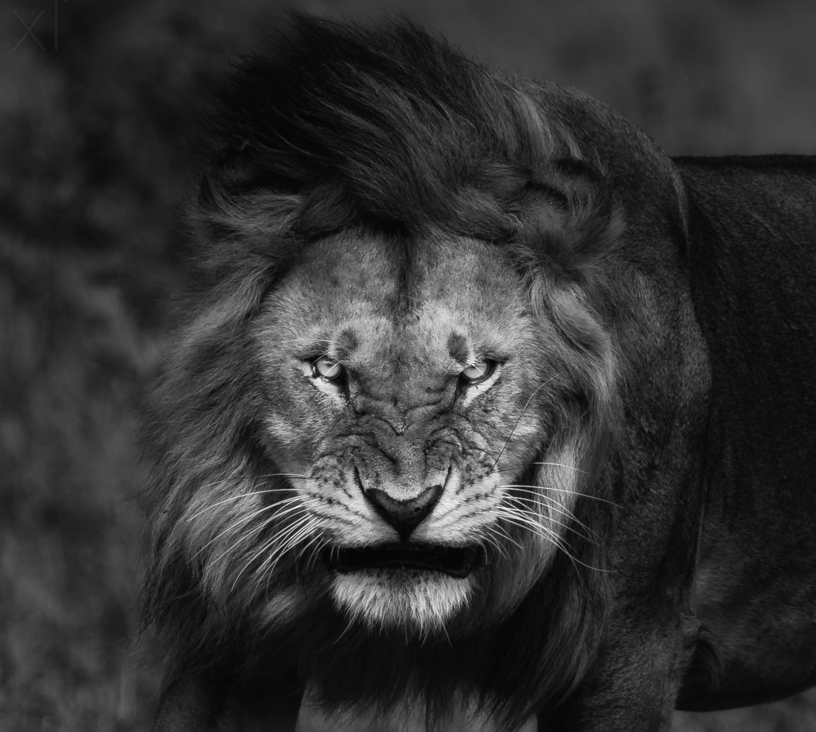 Angry Black And White Lion - HD Wallpaper 