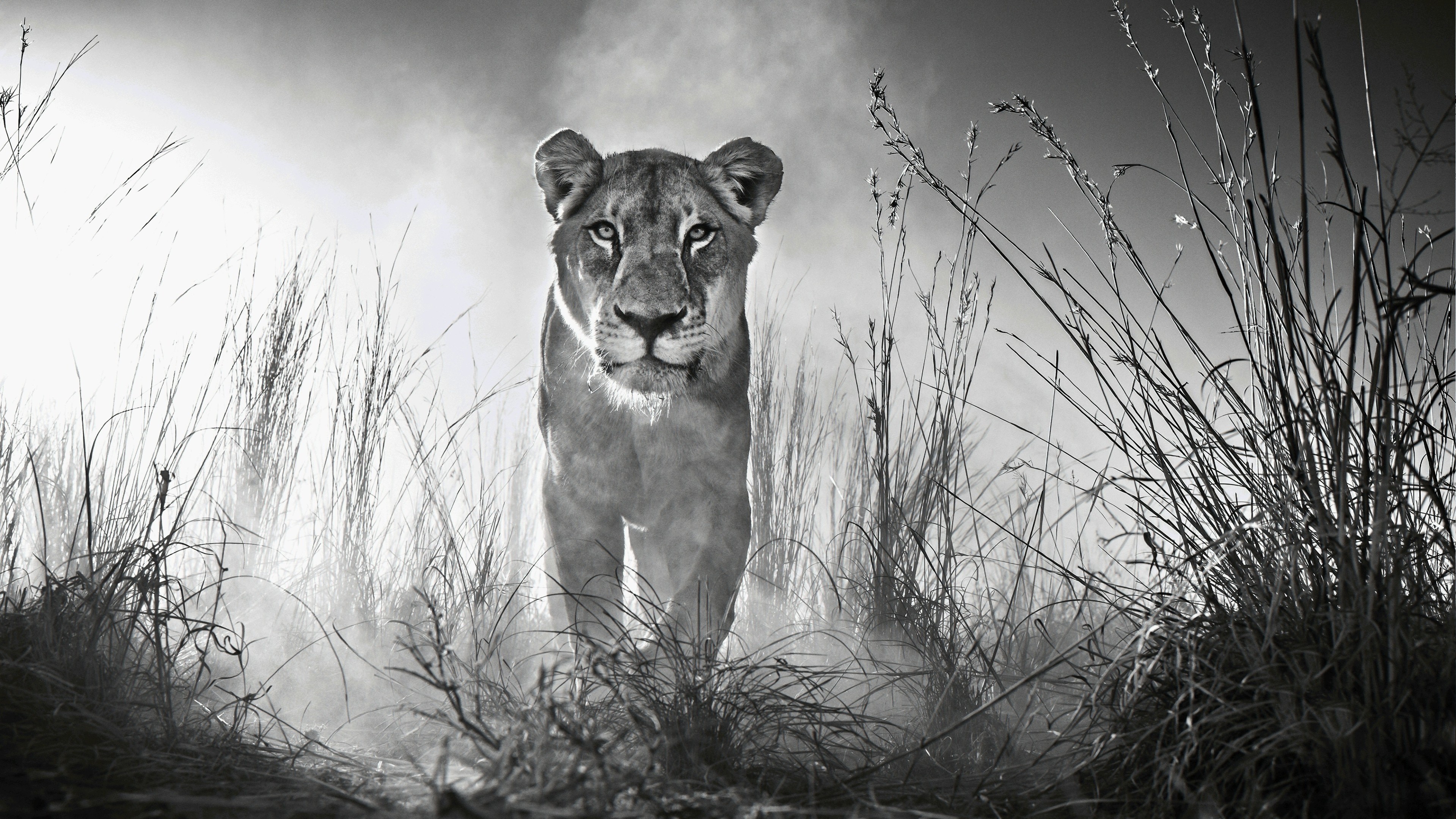 David Yarrow - HD Wallpaper 