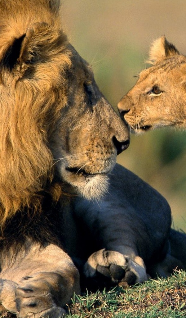 Father And Daughter Animals - HD Wallpaper 