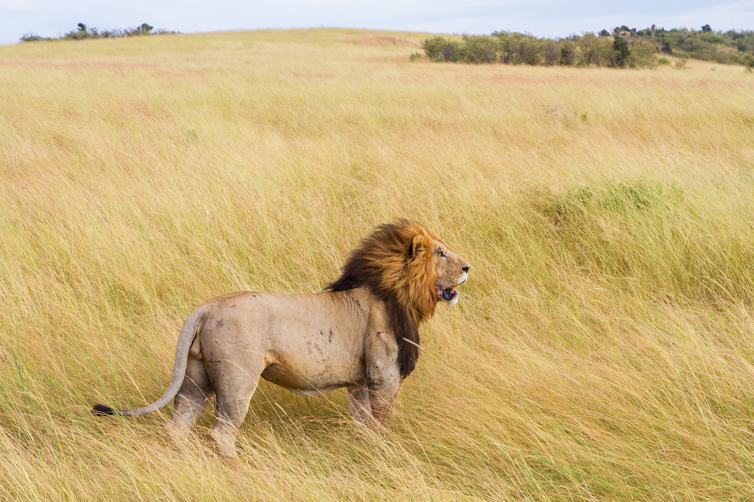 Lion Pic Download - HD Wallpaper 