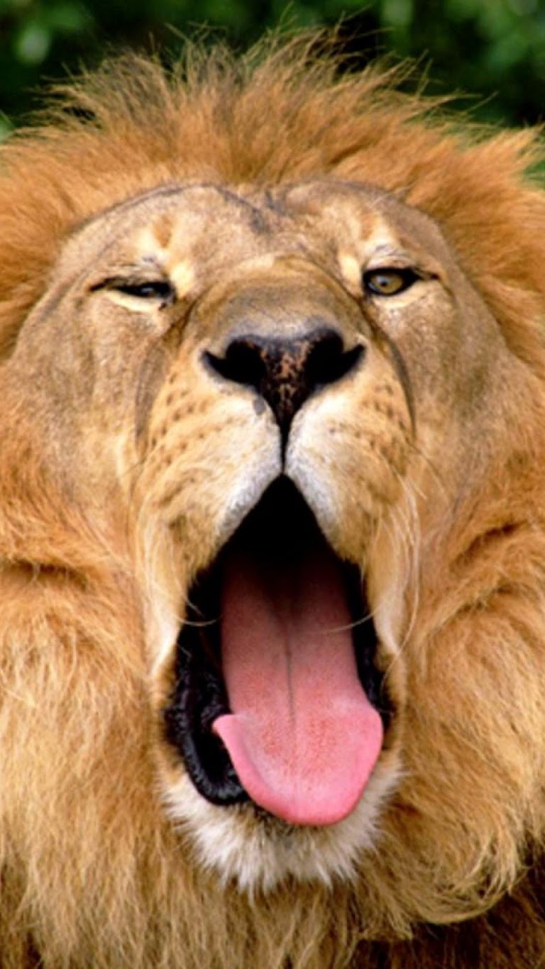 Lion Mouth Galaxy Note Hd Wallpaper - Google Is Not Always Right - HD Wallpaper 