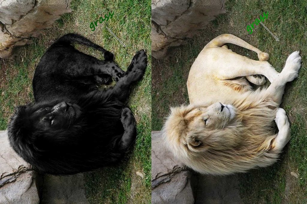 Black Lion Photo Hoax Wallpaper - HD Wallpaper 