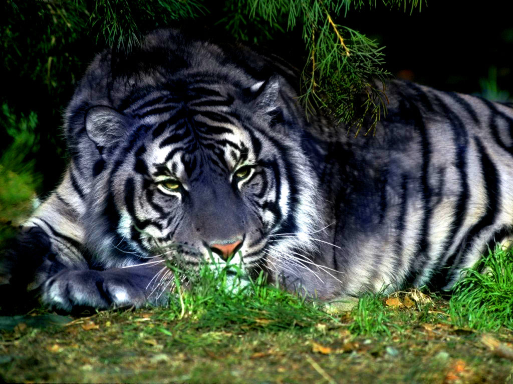 Malta Tiger - HD Wallpaper 