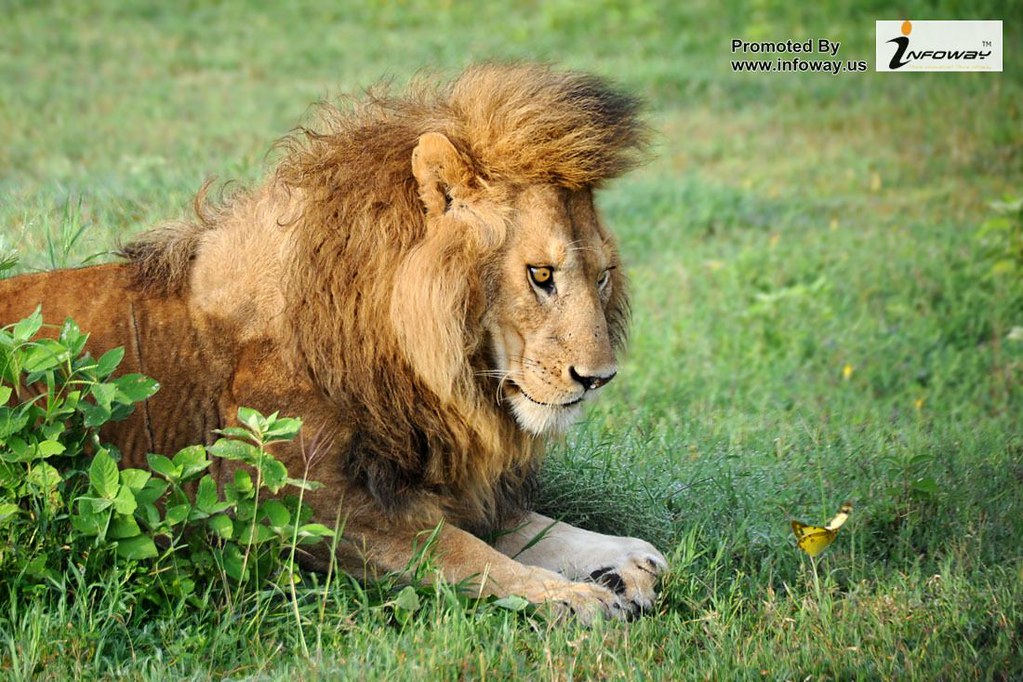 Lion Quotes Funny - HD Wallpaper 
