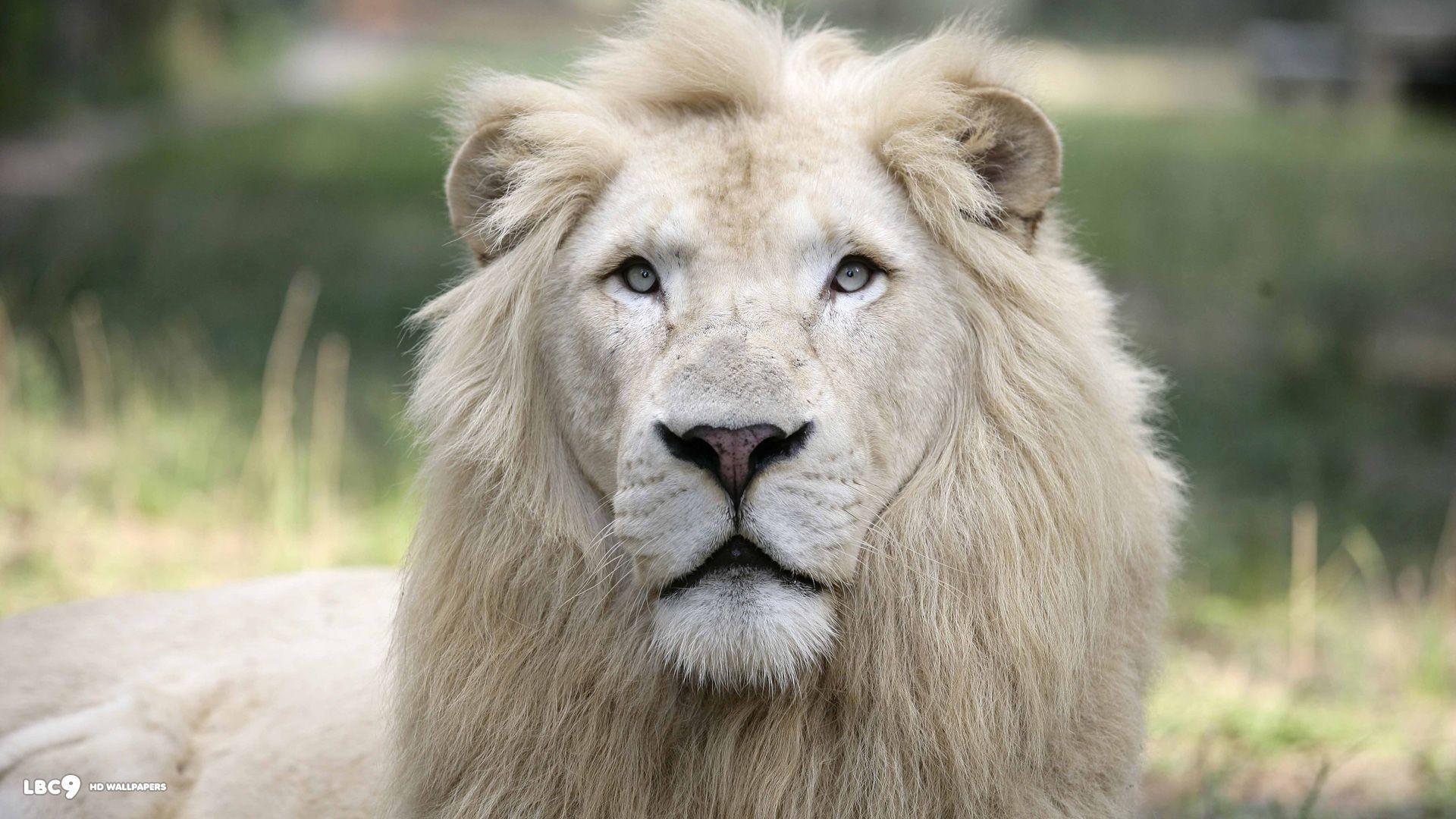 Beautiful Lion Hd Wallpapers - HD Wallpaper 