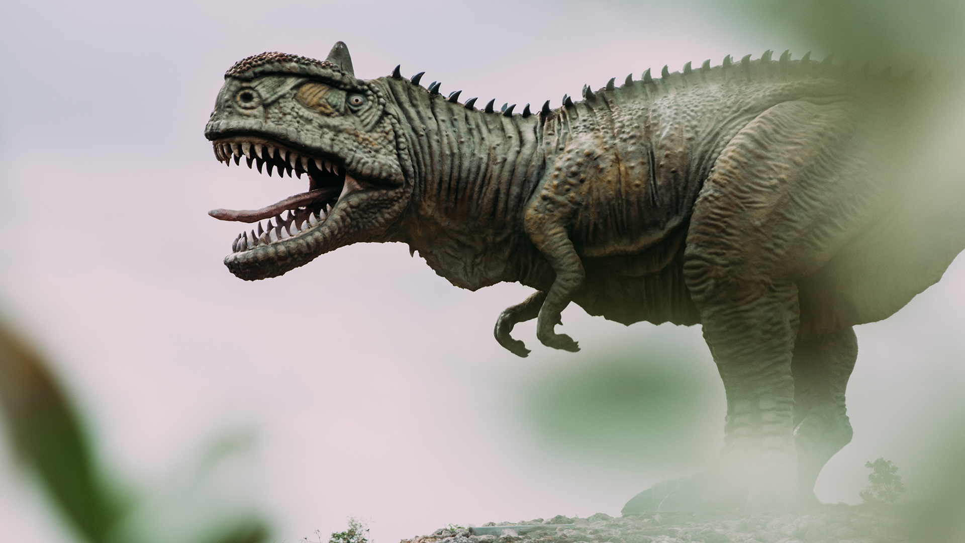 Tyrannosaurus - HD Wallpaper 