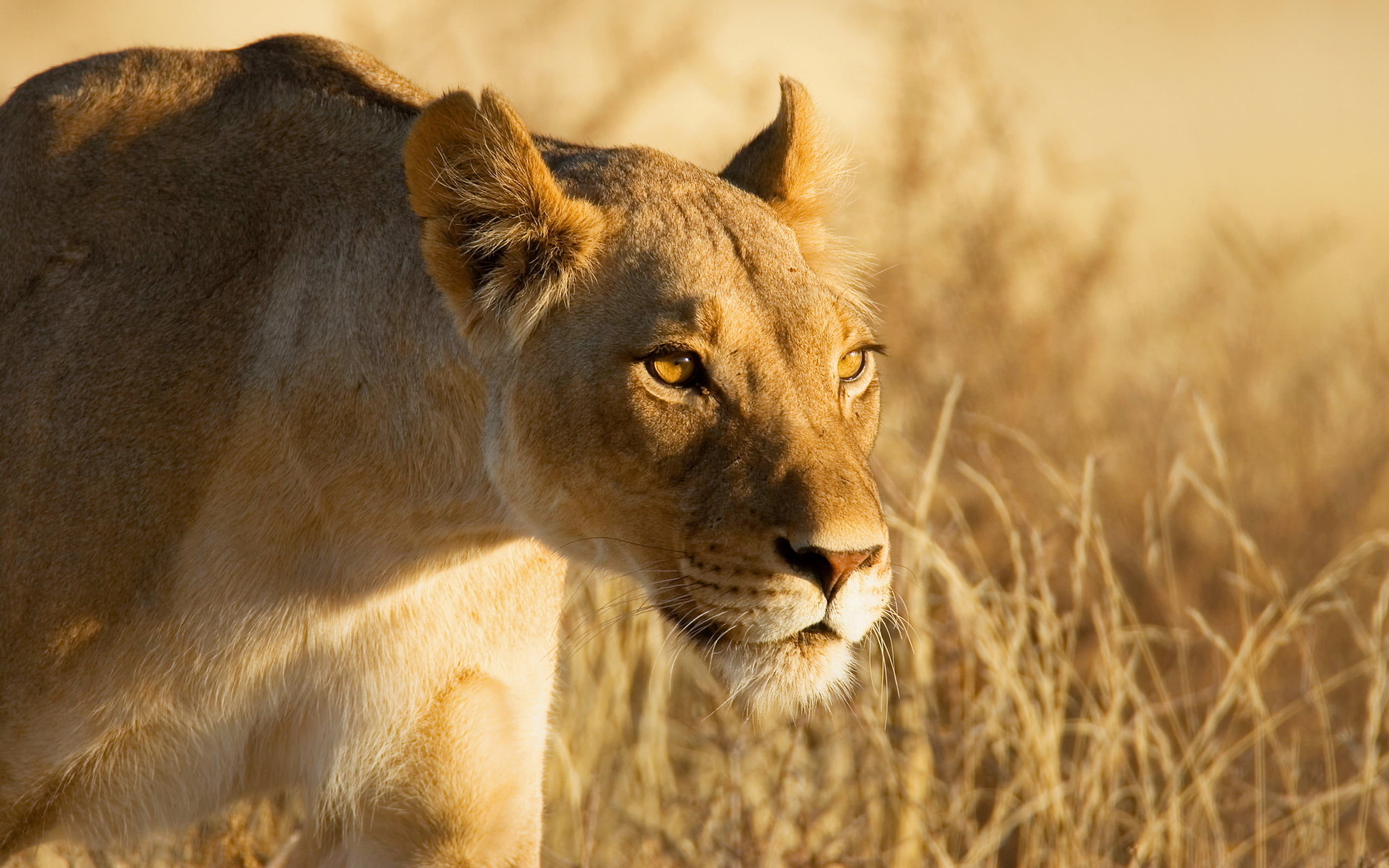 Beautiful Lion Hd Wallpapers - HD Wallpaper 