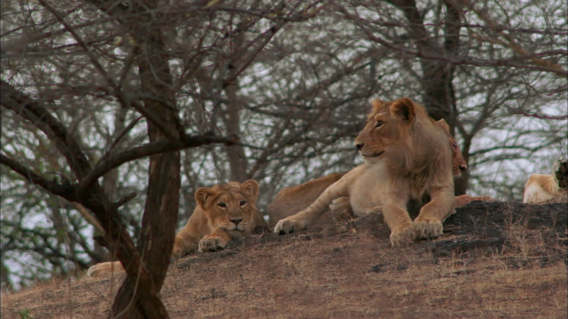 Masai Lion - HD Wallpaper 