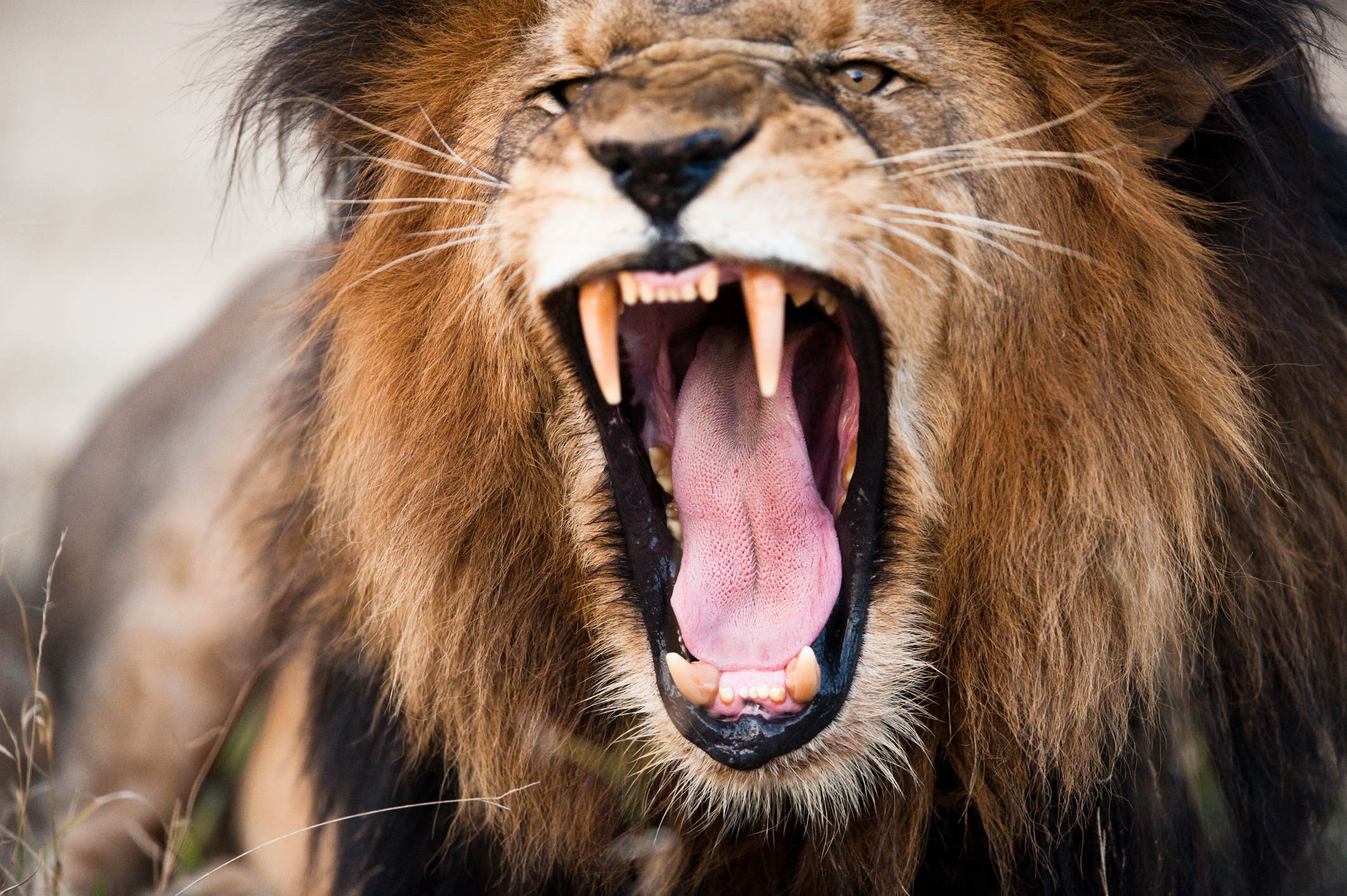 Lion, Stock, Getty - Different Types Of Teeth Of Animals - HD Wallpaper 