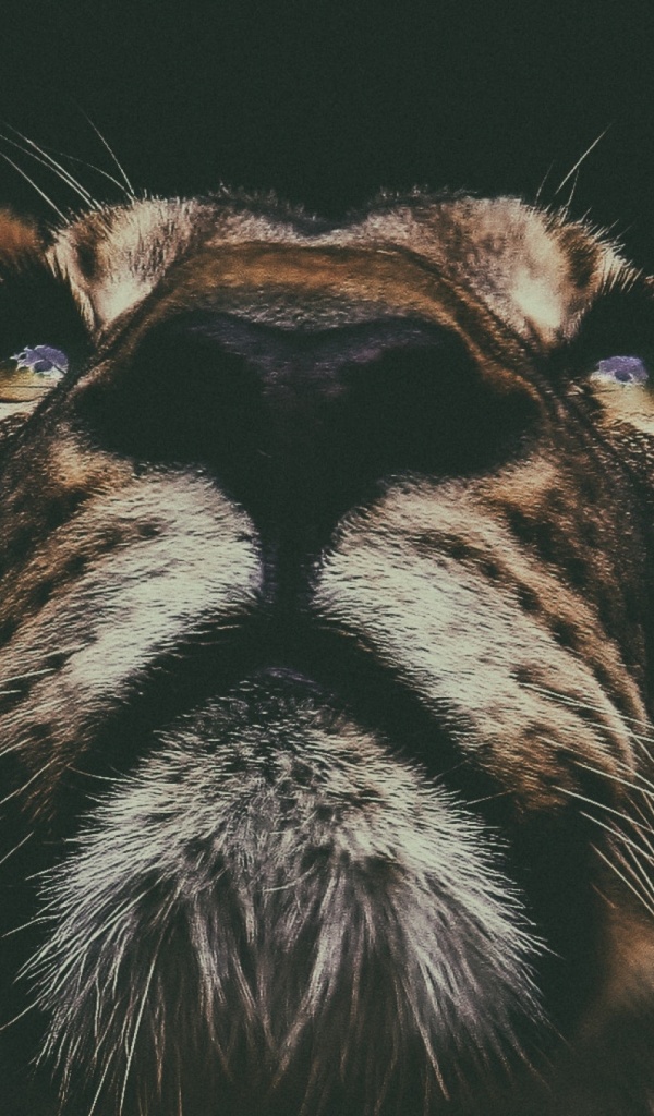 Tiger Background Of Ppt - HD Wallpaper 