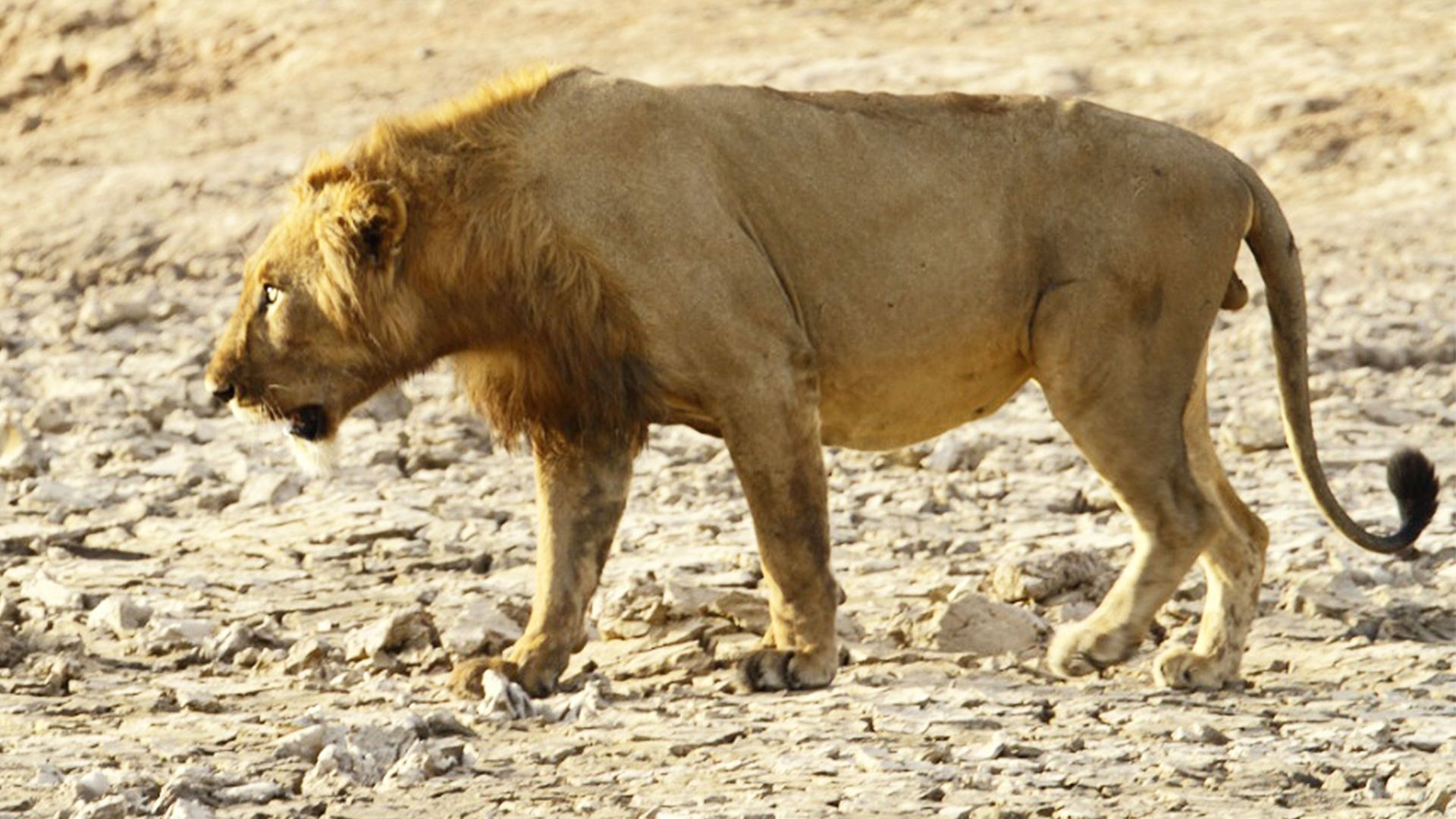 Les Lion D Afrique - HD Wallpaper 