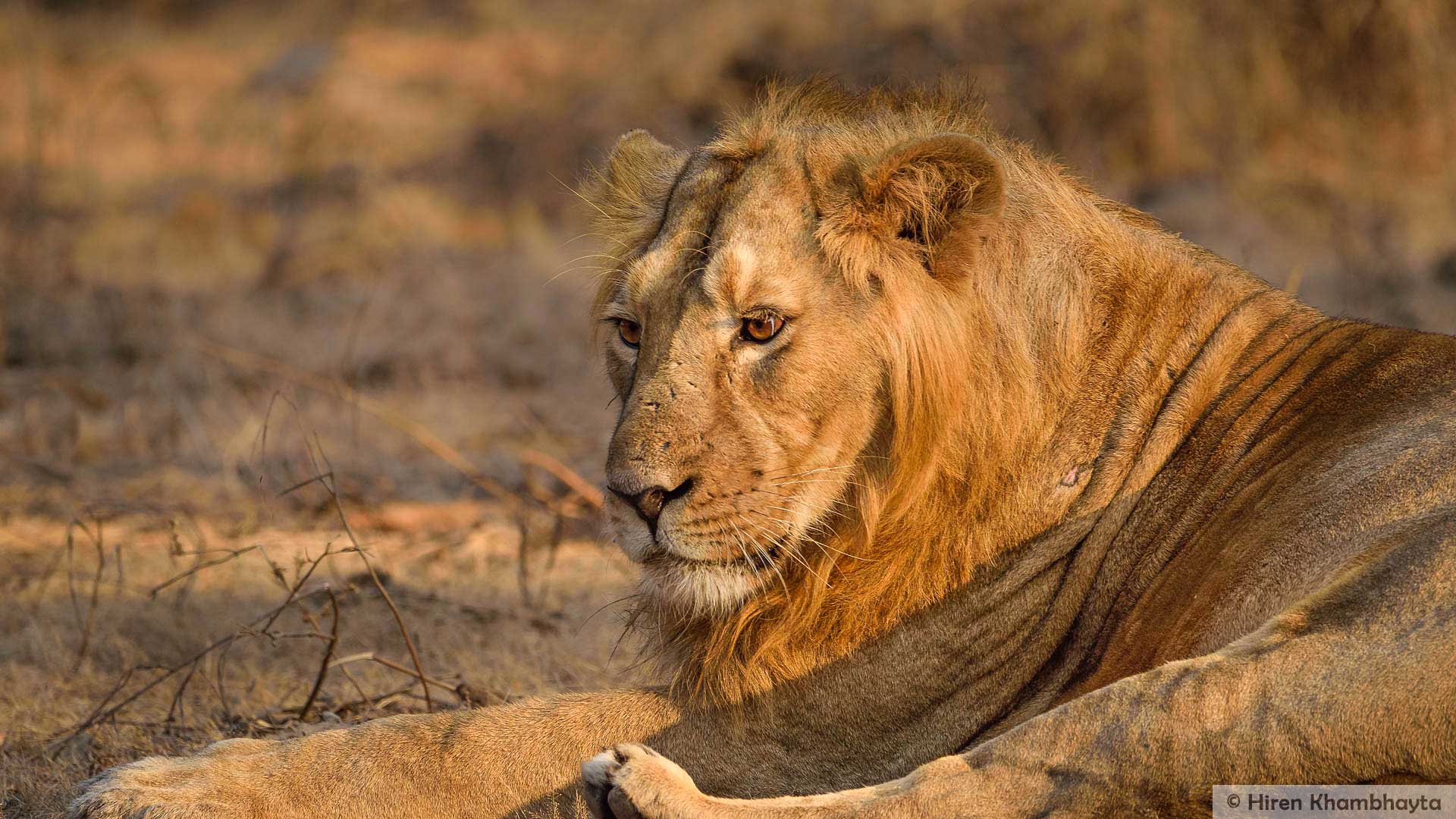 Masai Lion - HD Wallpaper 