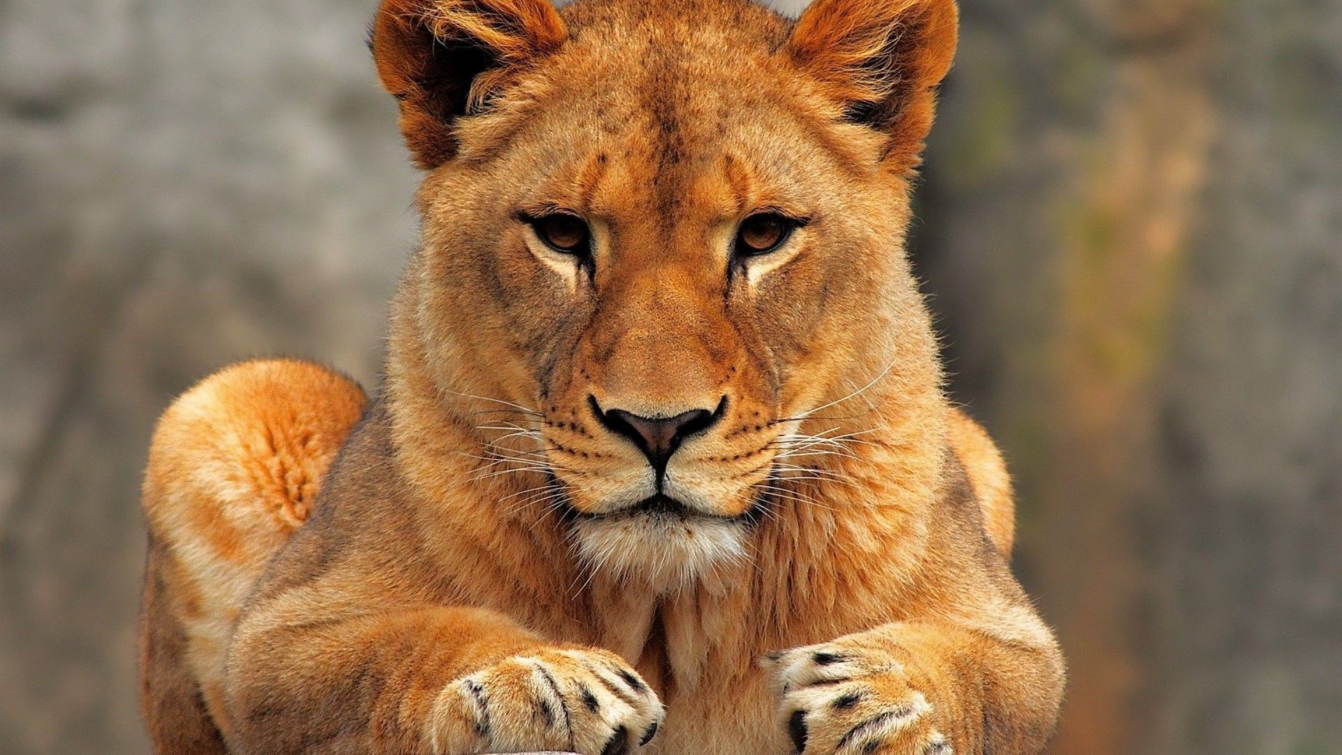 Female Lion Close Up - HD Wallpaper 