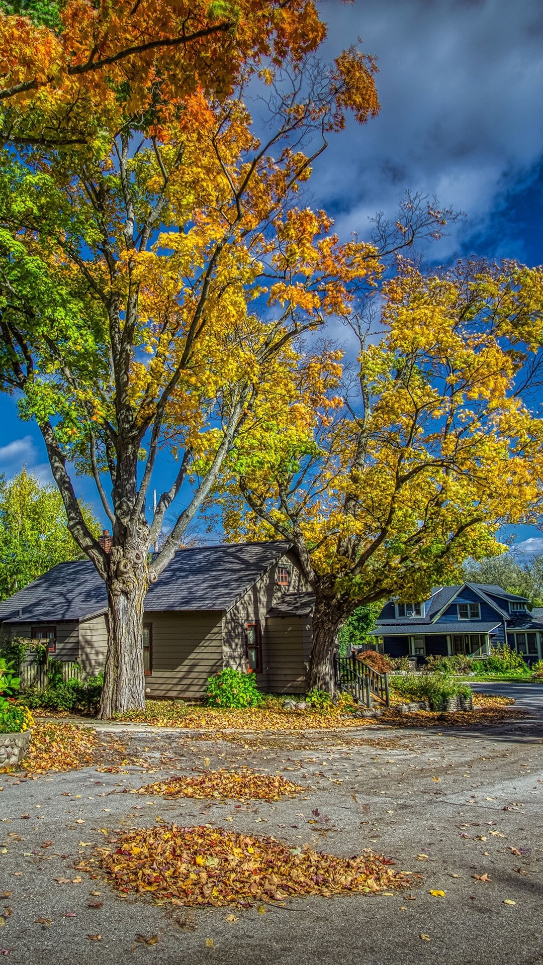 Iphone Wallpaper Usa, Michigan, Town, Road, Trees, - Maidenhair Tree - HD Wallpaper 