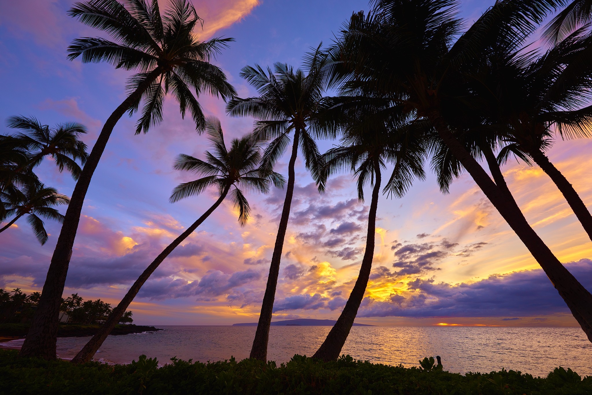 2048x1367, Earth - Hd Wallpaper Palm Trees - HD Wallpaper 