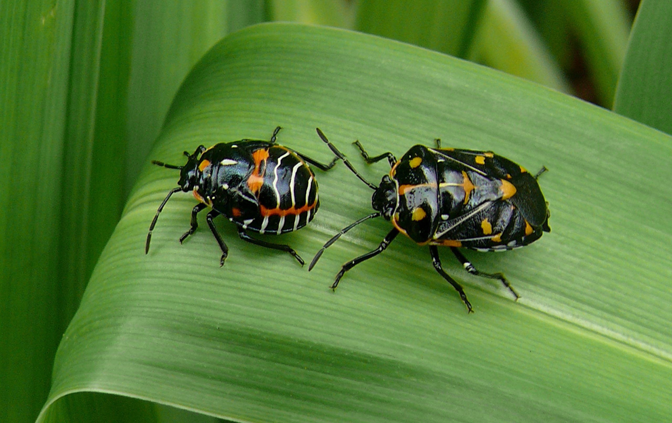 Shield Bugs - HD Wallpaper 