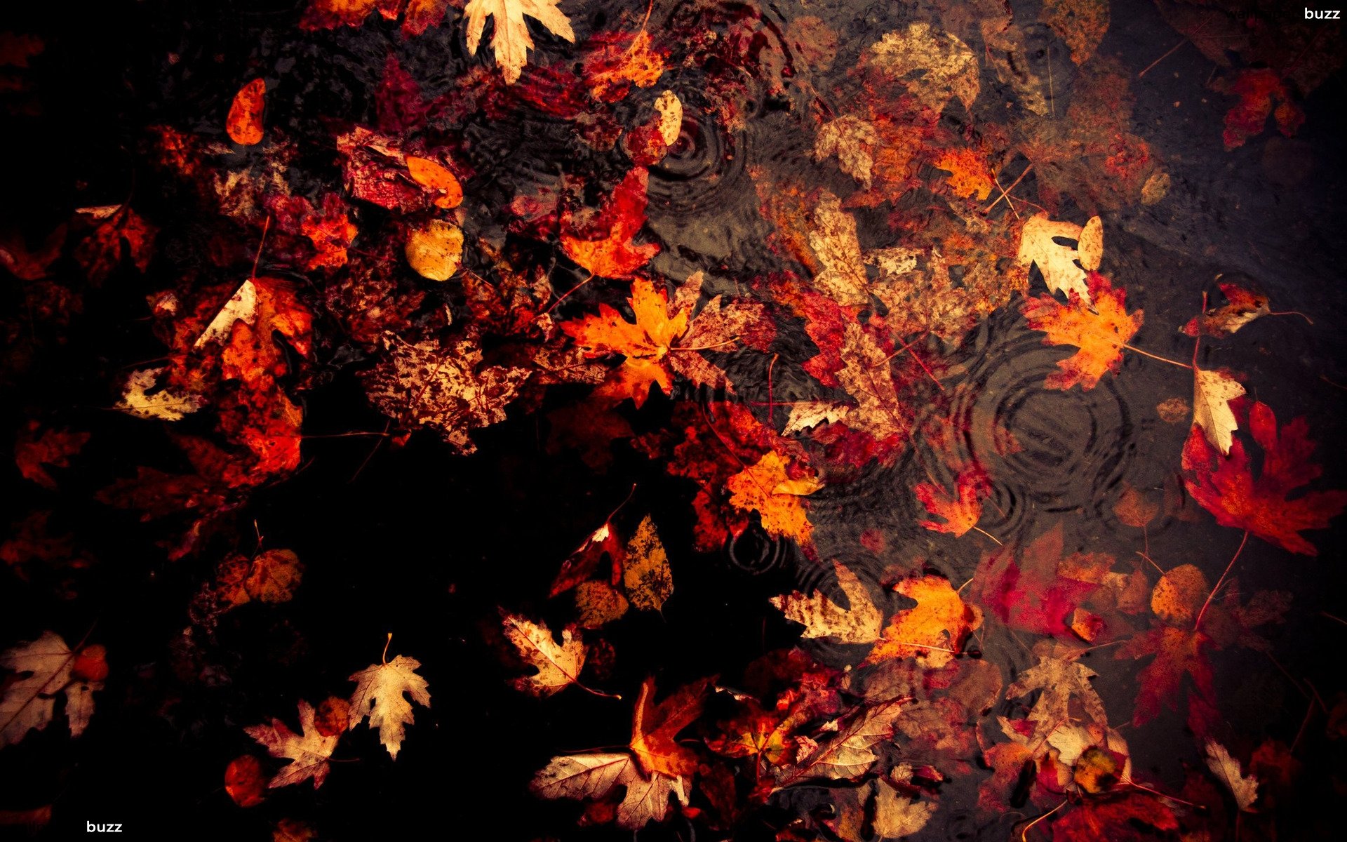 Fall Leaves In Water - HD Wallpaper 