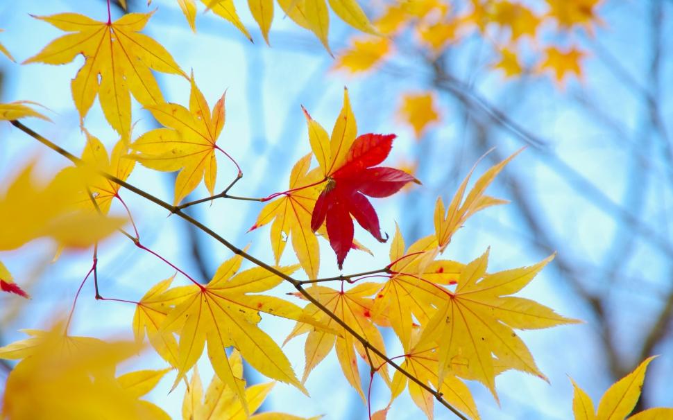 Yellow Leaves, Only One Red, Autumn, Blue Background - Leaves Blue Background - HD Wallpaper 