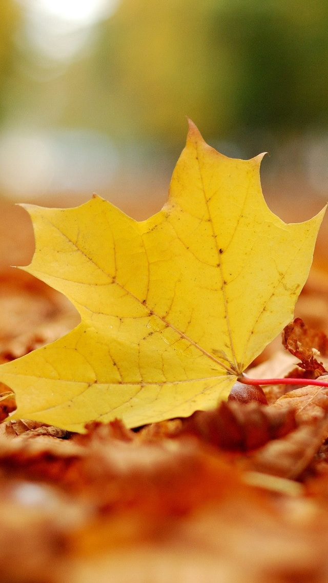 Single Yellow Leaf Iphone Wallpaper - Single Leaf Wallpaper Iphone - HD Wallpaper 