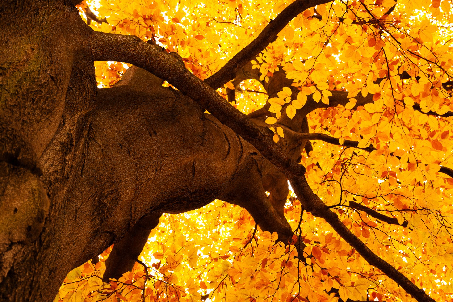 Yellow Tree Background - HD Wallpaper 