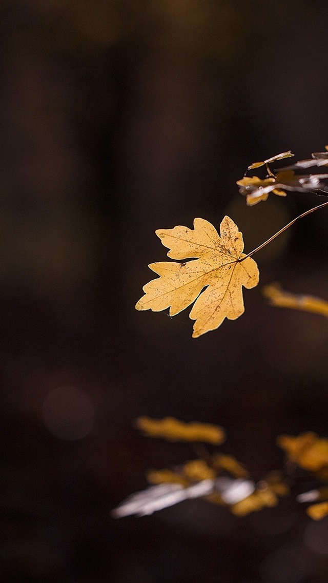 Yellow Leaves With Black Background - HD Wallpaper 