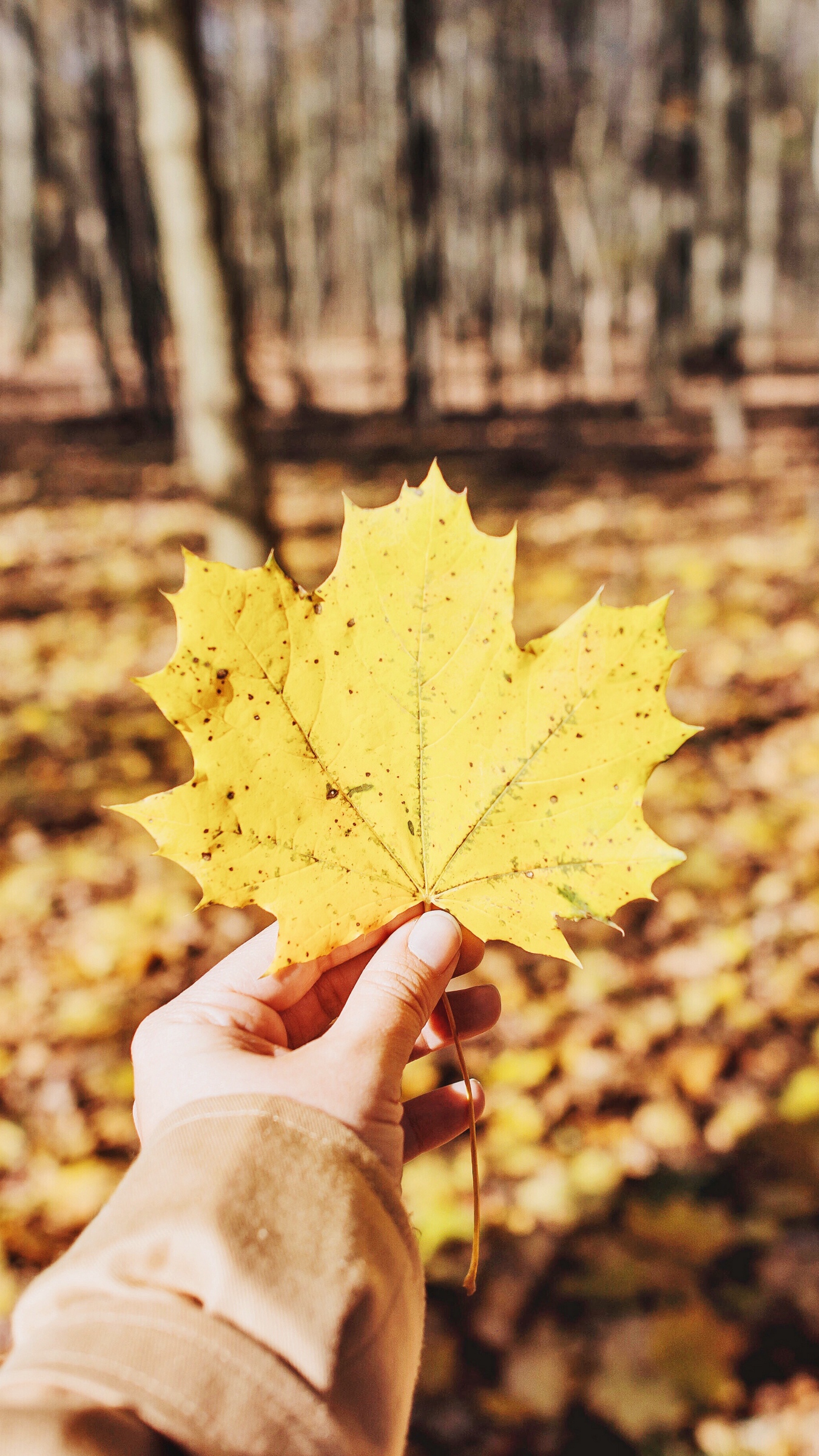 Wallpaper Leaf, Maple, Hand, Autumn, Fallen, Yellow - Leaf With Hand Yellow - HD Wallpaper 