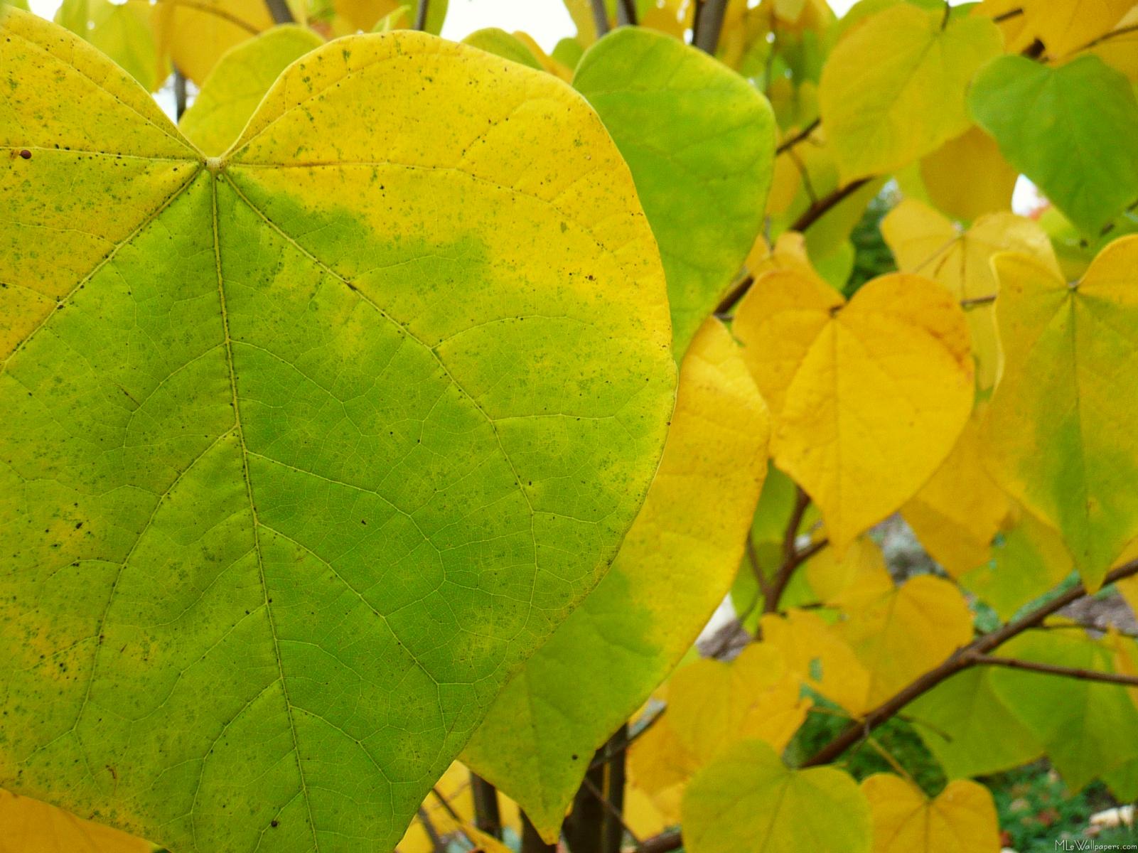 Yellow And Green Redbud Leaves - Red Bud Leaves Turning Yellow - HD Wallpaper 