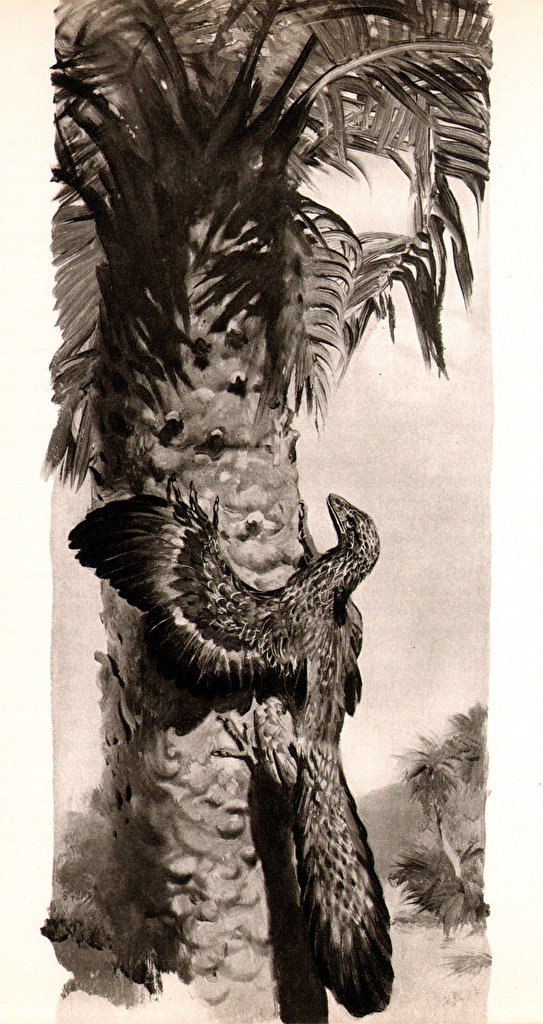 Archaeopteryx Zdenek Burian - HD Wallpaper 