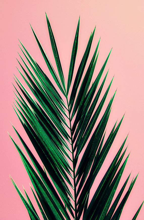 Palm Tree Leaves Pink - HD Wallpaper 