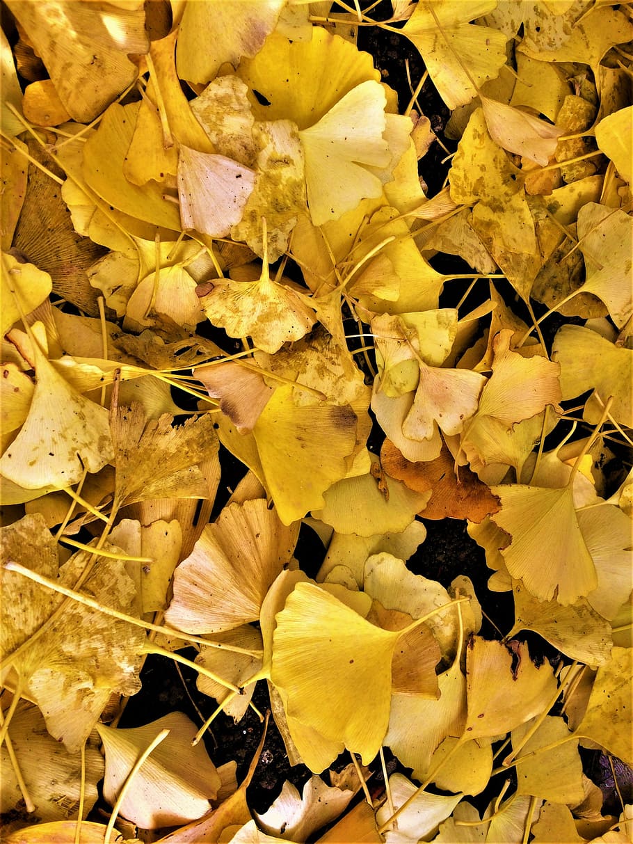 Maidenhair Tree, Gingko Tree, Yellow Leaves, Dead Leaves, - Iphone Xs Wallpaper Ginkgo - HD Wallpaper 