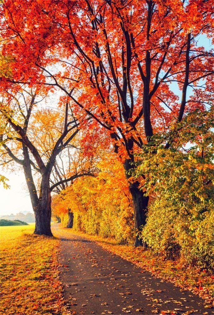Autumn Background Forest - HD Wallpaper 