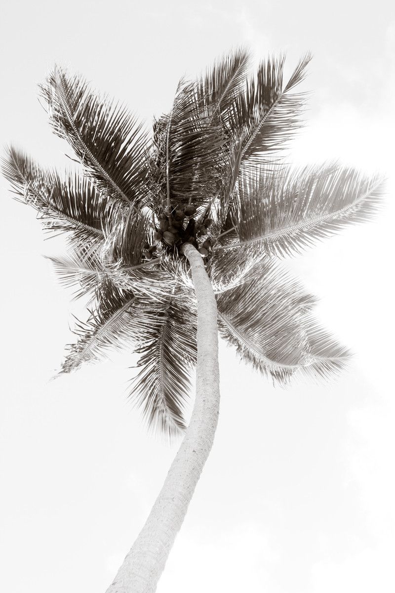Coconut Tree With Black And White - HD Wallpaper 