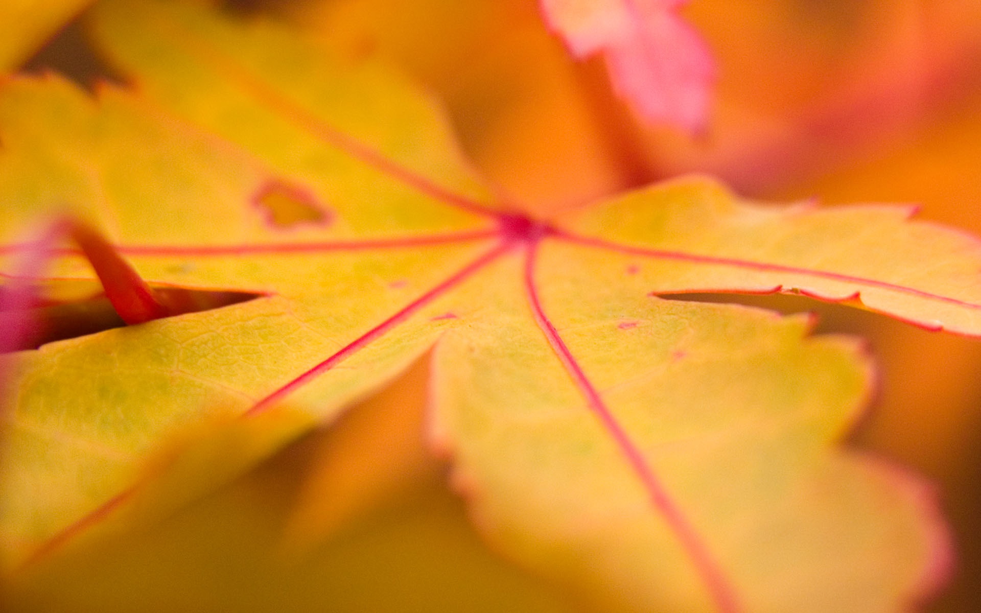 Autumn Leaf - HD Wallpaper 